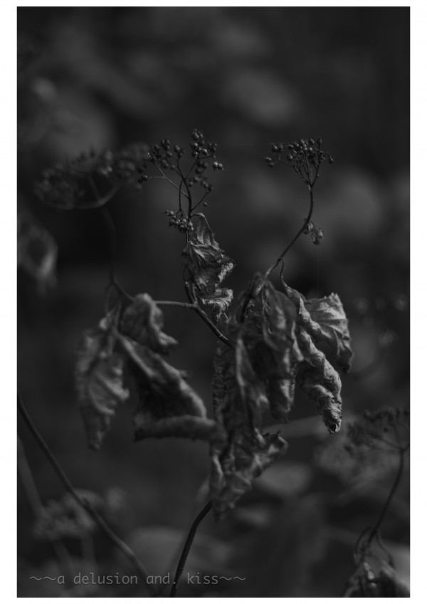 Leica M Monochrom, ELMAR 65mm f3.5, Visoflex Ⅲ